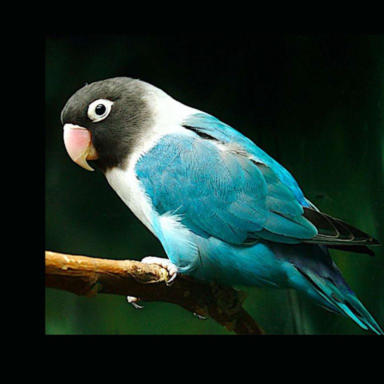 Blue Masked Lovebird - Agapornis Personatus Lee's Exotic