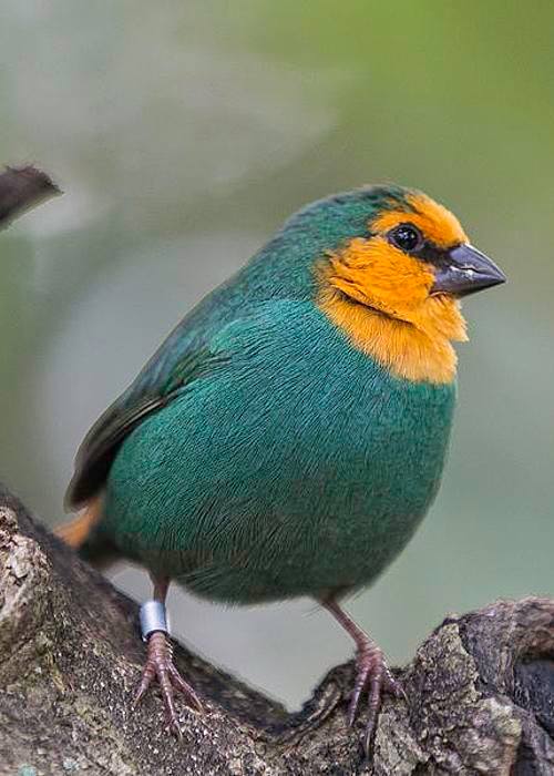 green quaker parakeet