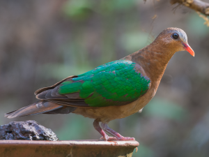 fruit pigeon for sale