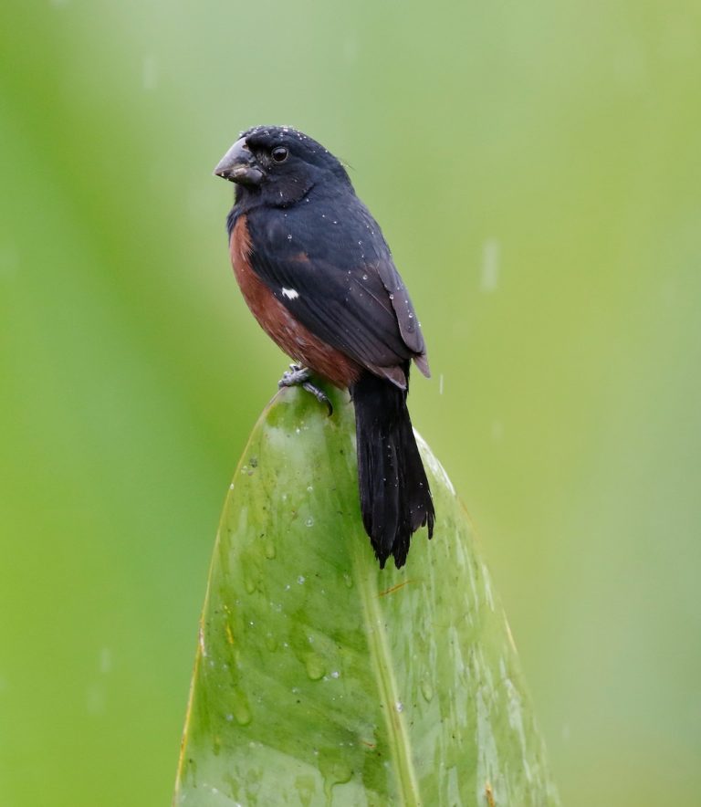 seed finch