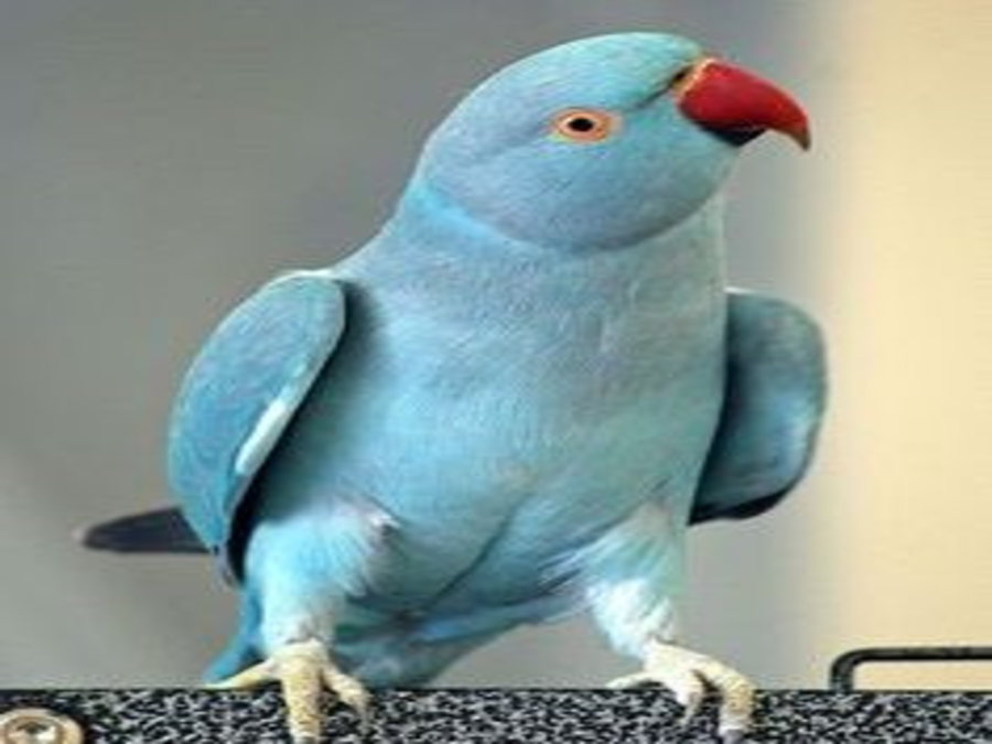 Indian Ringneck - Blue Indigo 