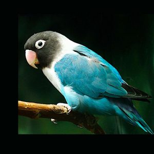 Blue Masked Lovebirds - Agapornis Personatus