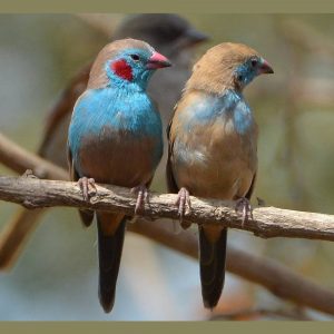 Red Cheek Cordon Blue Finch - Uraeginthus Bengalus