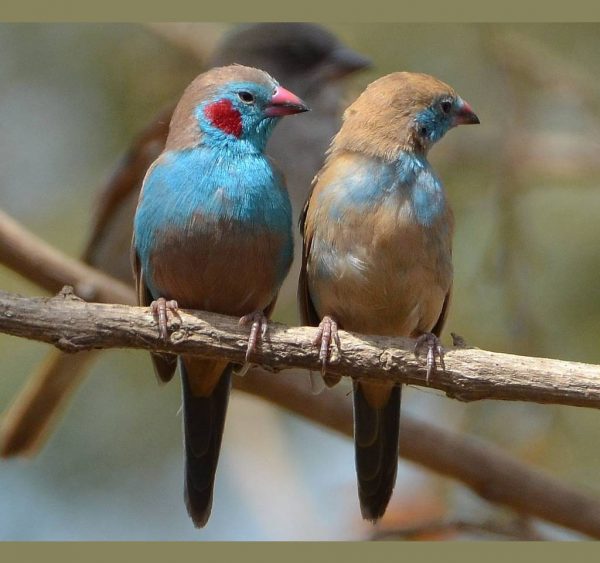 Red Cheek Cordon Bleu Finch - Uraeginthus Bengalus | Lee's Exotic Birds