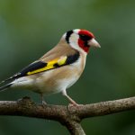 European Goldfinch - Carduelis Carduelis