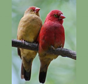Fire Finch - Lagonosticta Senegala