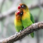 Fischer Lovebird – Agapornis Fischeri
