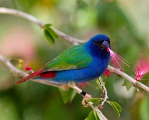 Forbes Finch - Erythrura Tricolor
