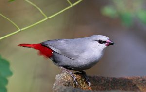 Lavender Waxbill - Estrilda Caerulescens