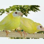 Lutino Parrot Finch: Erythrura trichroa