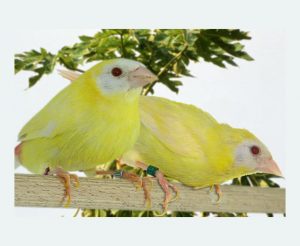 Lutino Parrot Finch: Erythrura trichroa