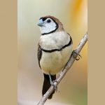 Owl Finch - Taeniopygia Bichenovii