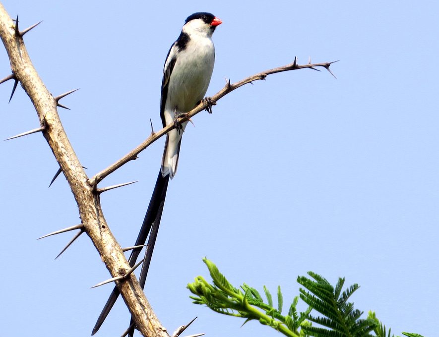 Pintail Whydah - Vidua Macroura | Lee's Exotic Birds