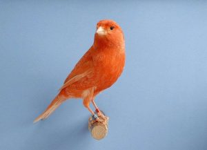 Red Factor Canary - Serinus Canaria