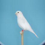 White Canary - Serinus Canarius