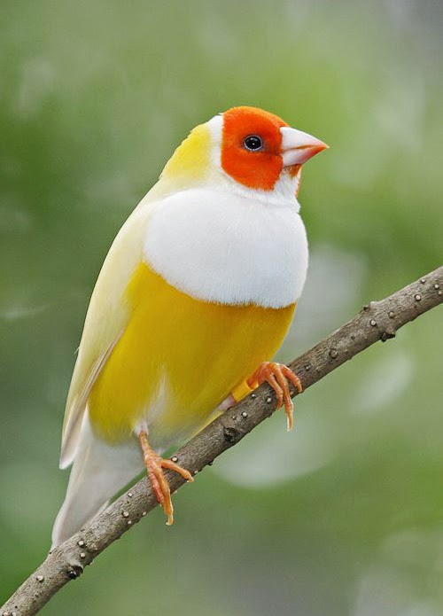 Lady Gouldian Finch   Yellow Back | Birds For Sale, Gouldian Finch For