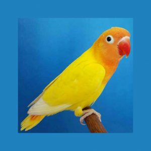 Yellow Fischer Lovebird - Agapornis Fischeri