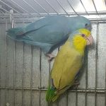 Bonded pair of parrotlets