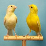 Russian canaries