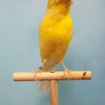 Lancashire canary