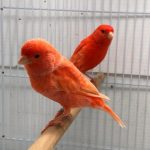 Red factor canaries