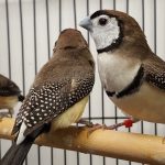 Owl finches
