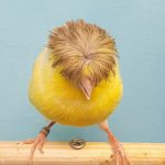 Crested lancashire canary