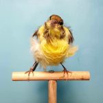 Parisian frill canary