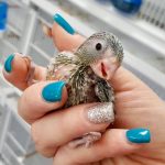 Meet our adorable baby blue and green parrotlet!
