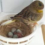 Our gloster canary has babies!
