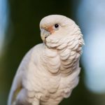 Goffin's cockatoos are always on the lookout for fun