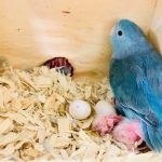 Our blue parrotlet has babies!