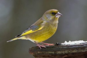 European Green Finch