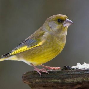 European Green Finch