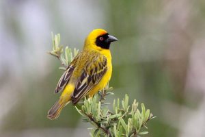 Heuglin's Masked Weaver
