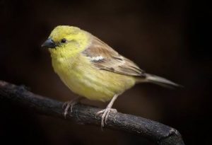 Sudan Golden Song Sparrow