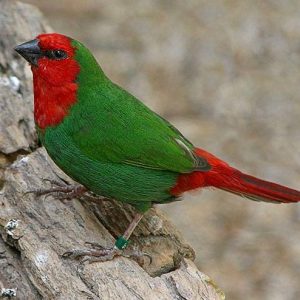 Red Headed Parrot Finch - Pied