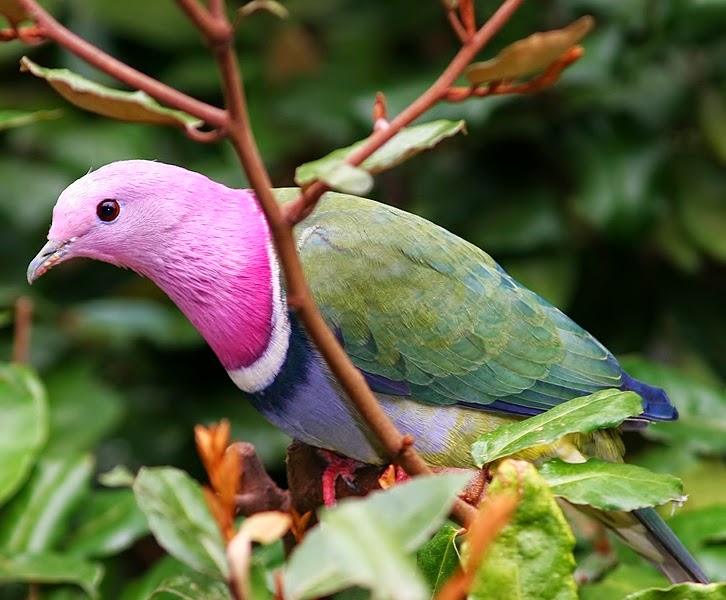 Pink headed fruit dove - Ptilinopus porphyreus | Lee's Exotic Birds