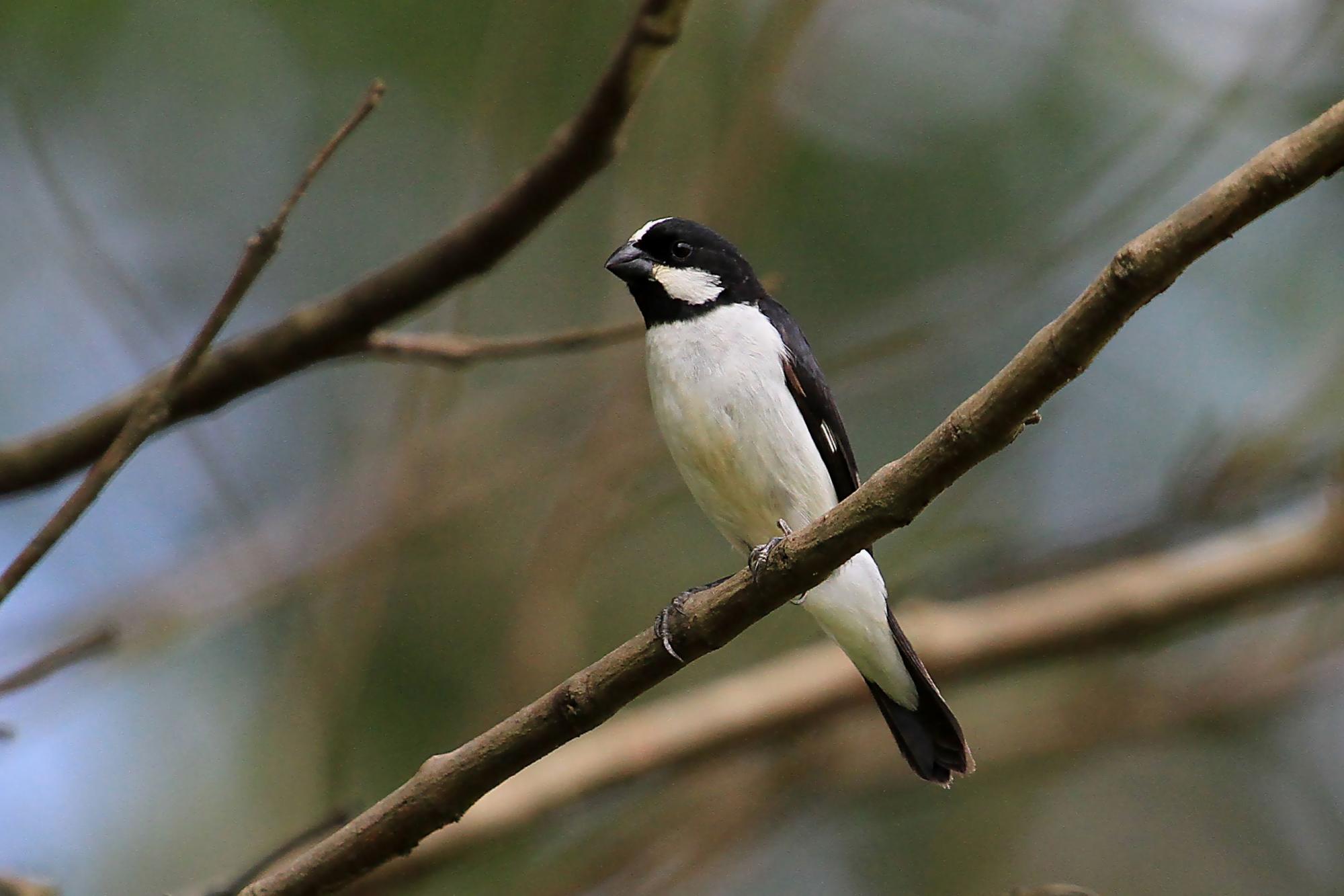 Seedeater - Lined | Lee's Exotic Birds