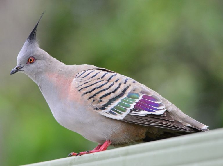 fruit dove for sale