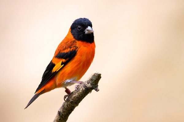 Red siskin | Lee's Exotic Birds