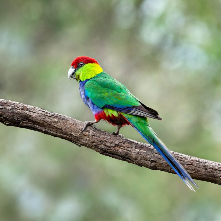 red rump parrot mutations