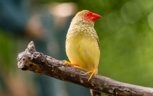 Red Faced Star Finch