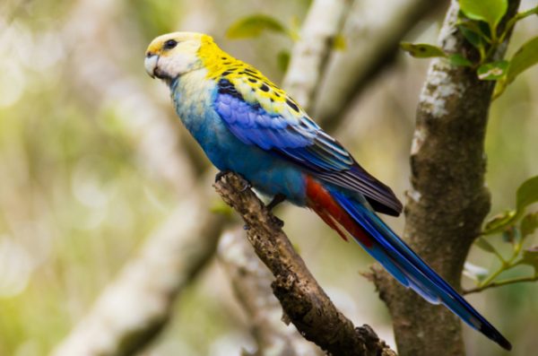 Rosella Pale Headed Lees Exotic Birds 2277