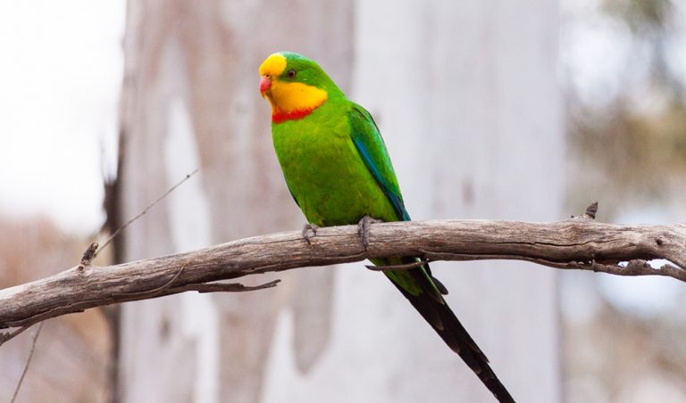 Superb Parrot | Lee's Exotic Birds