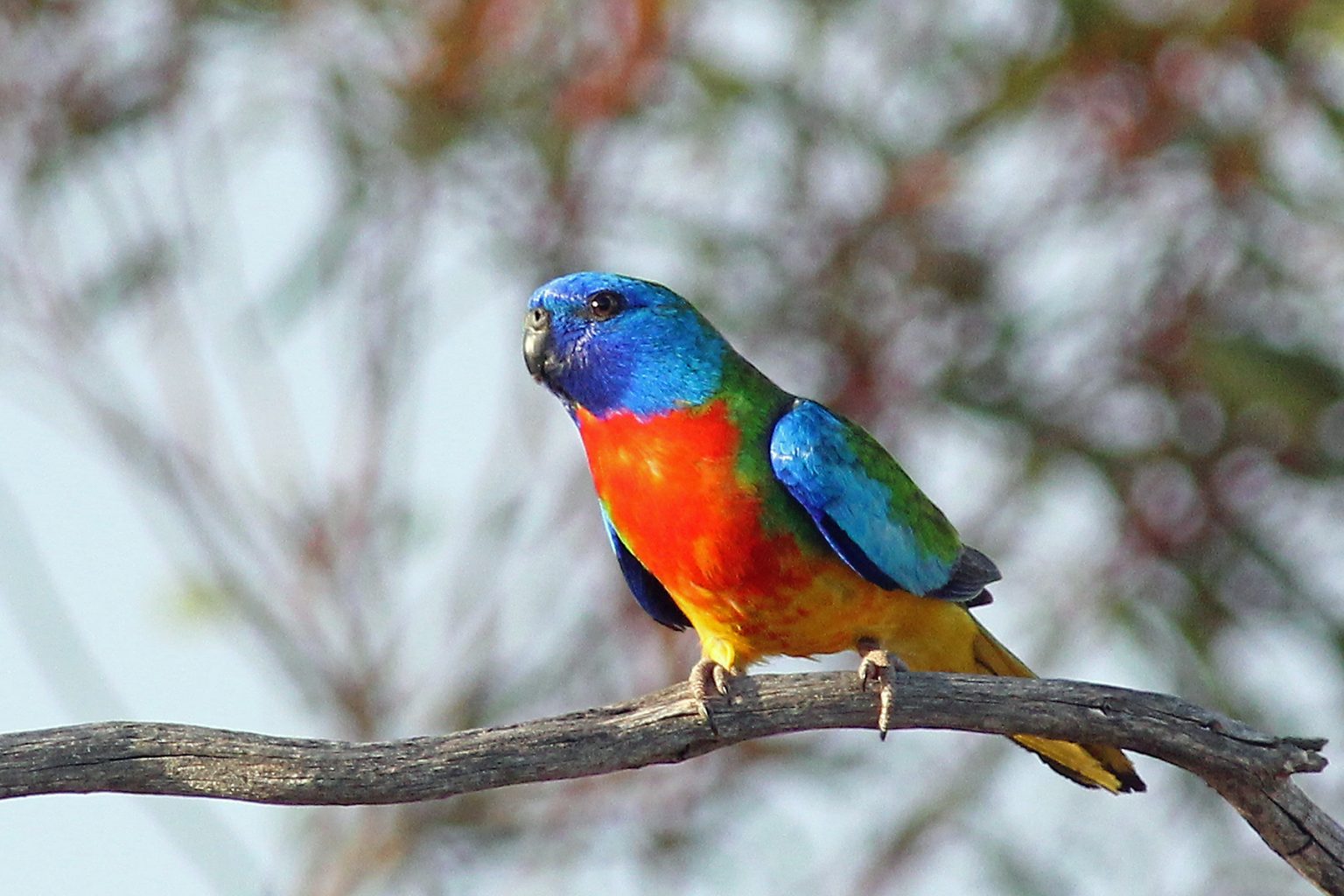 Scarlet Chested Parakeet - Pair | Lee's Exotic Birds