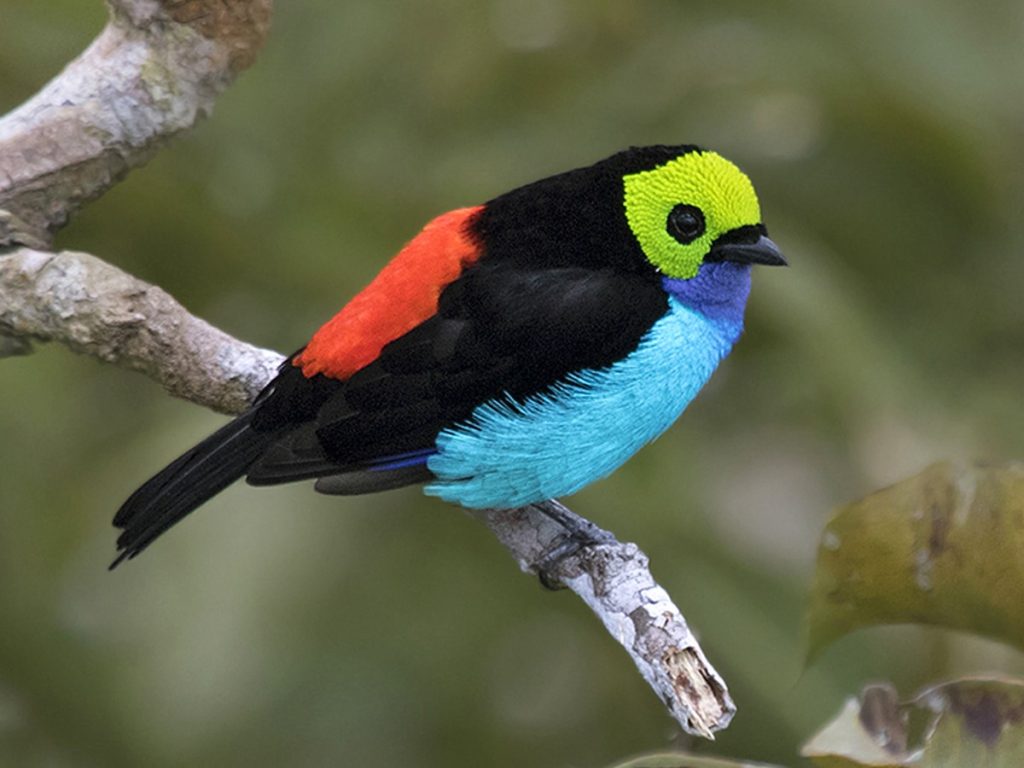 Tanager Paradise Lee's Exotic Birds