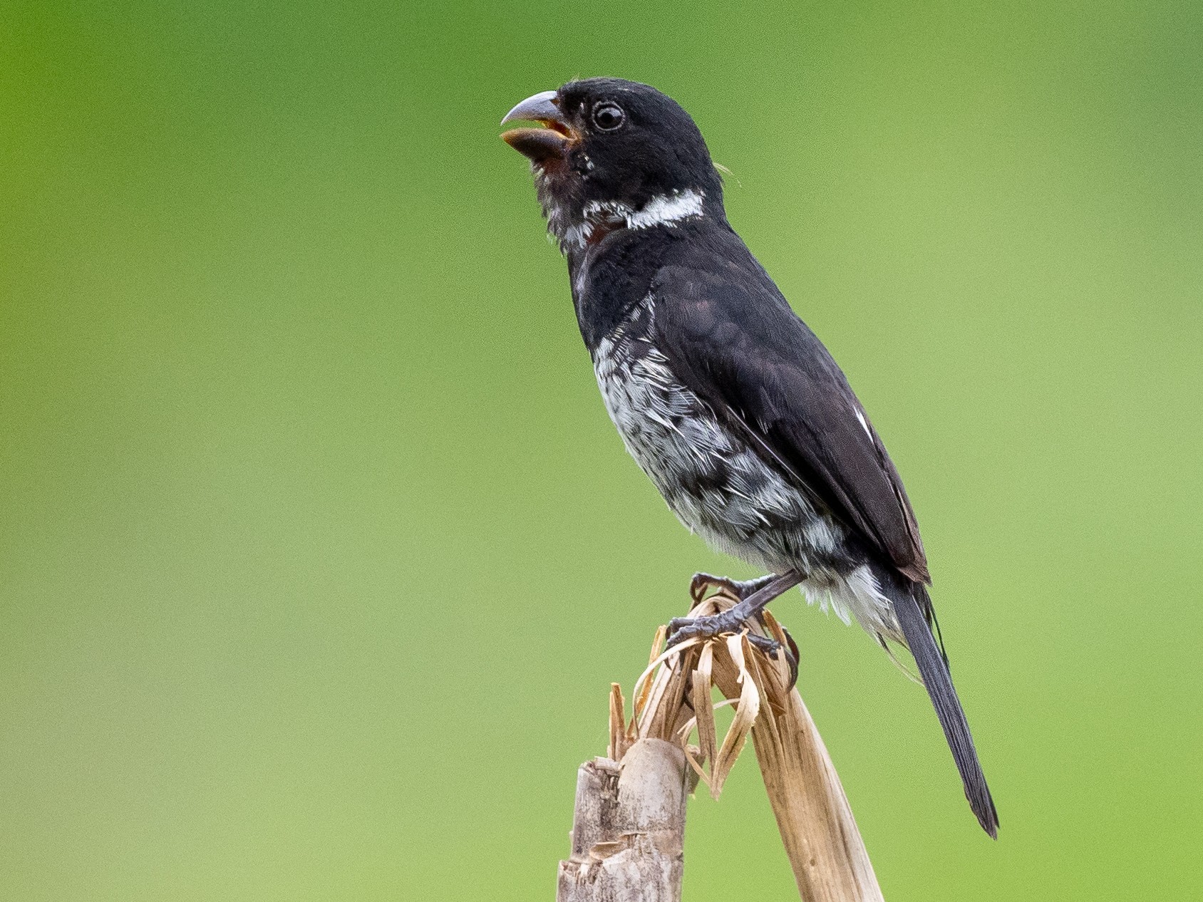 Seedeater - Variable | Lee's Exotic Birds