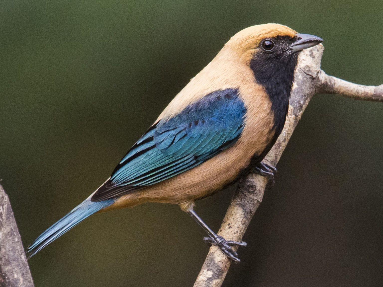 Burnished Buff Tanager | Lee's Exotic Birds