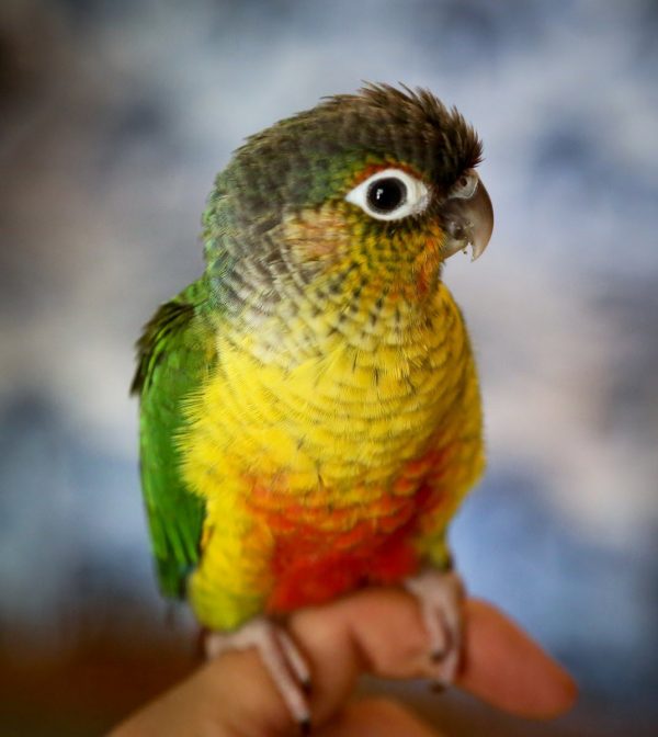 Yellow Sided Green Cheeked Conure - Handfeeding | Lee's Exotic Birds